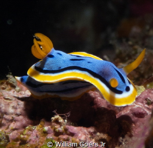 Chromodoris annae by William Goers Jr 